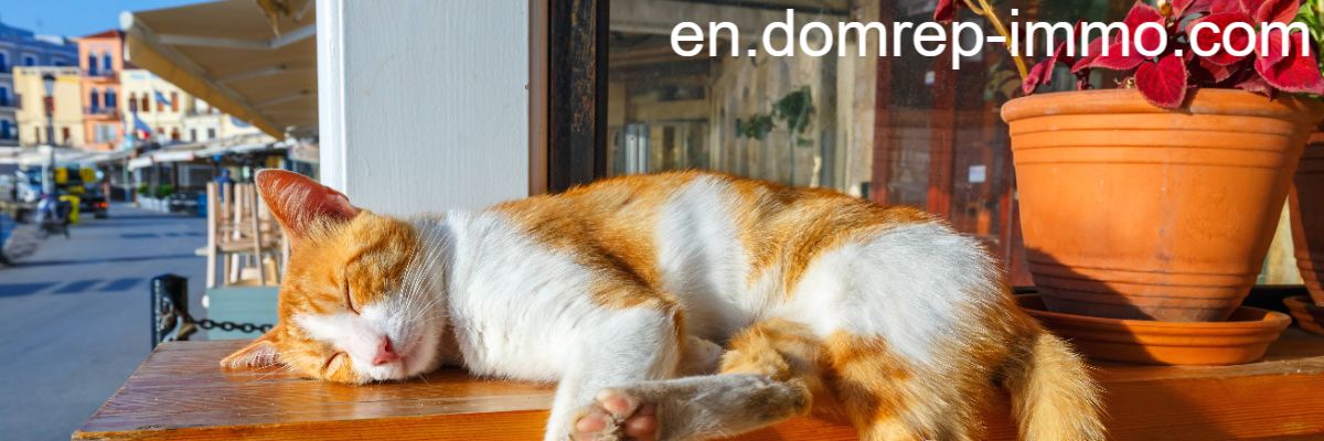 en.domrep-immo.com